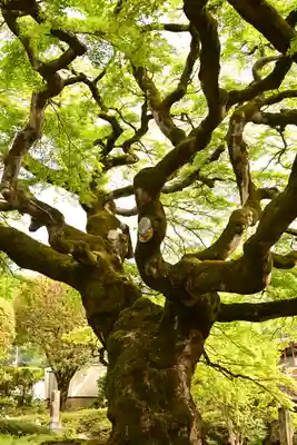 西善寺(埼玉県)