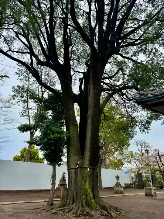 和田稲荷神社の{uncategorized: "未分類", other: "その他", undefined: "問題あり", building: "その他建物", grave: "お墓", sacred_gate: "鳥居", guardian: "狛犬", statue: "像", buddha: "仏像", history: "歴史", nature: "自然", garden: "庭園", animal: "動物", pagoda: "塔", temizu: "手水舎", mountain_gate: "山門・神門", sanctuary: "本殿・本堂", subordinate: "末社・摂社", art: "芸術", scenery: "景色", jizo: "地蔵", ema: "絵馬", goshuin: "御朱印", omikuji: "おみくじ", items: "授与品その他", amulet: "お守り", goshuincho: "御朱印帳", eats: "食事", festival: "お祭り", votive_dance: "神楽", shichigosan: "七五三参", wedding: "結婚式", experience: "体験その他", initially: "初詣", around: "周辺", anti_infection: "感染症対策"}
