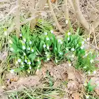 彌彦神社 (伊夜日子神社)の自然