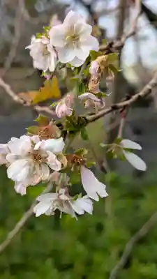 妙蓮寺(京都府)