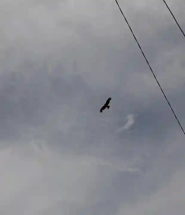 住吉神社の動物