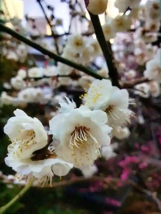 成子天神社(東京都)