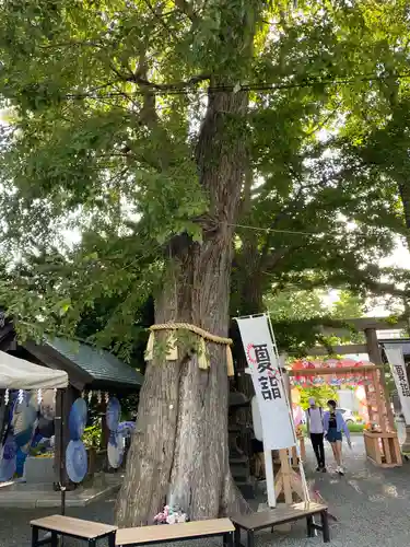 札幌諏訪神社の自然