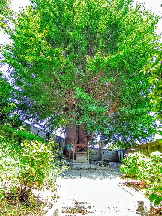 堤治神社の自然