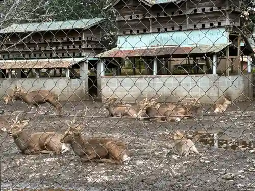 三嶋大社(静岡県)