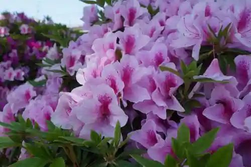 玉田神社(京都府)