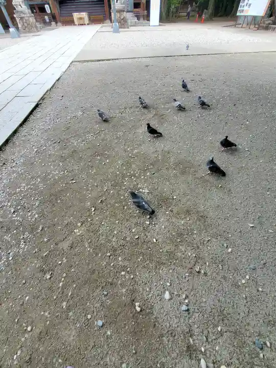 宇都宮二荒山神社の動物