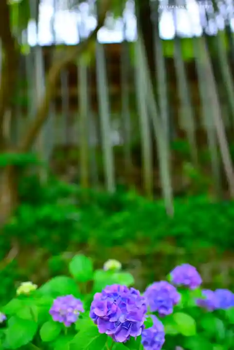 円覚寺(神奈川県)