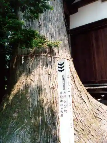 日抱神社の自然