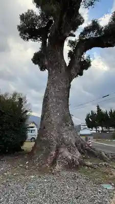 八幡神社(徳島県)