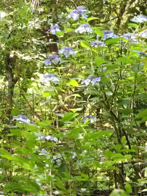 地蔵院(京都府)