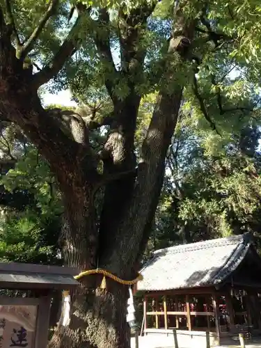 神明社（小牧神明社）の自然