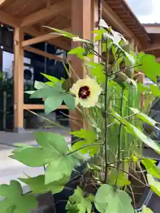 總社 和田八幡宮(福井県)(2023年08月13日(日) 15時35分42秒投稿)