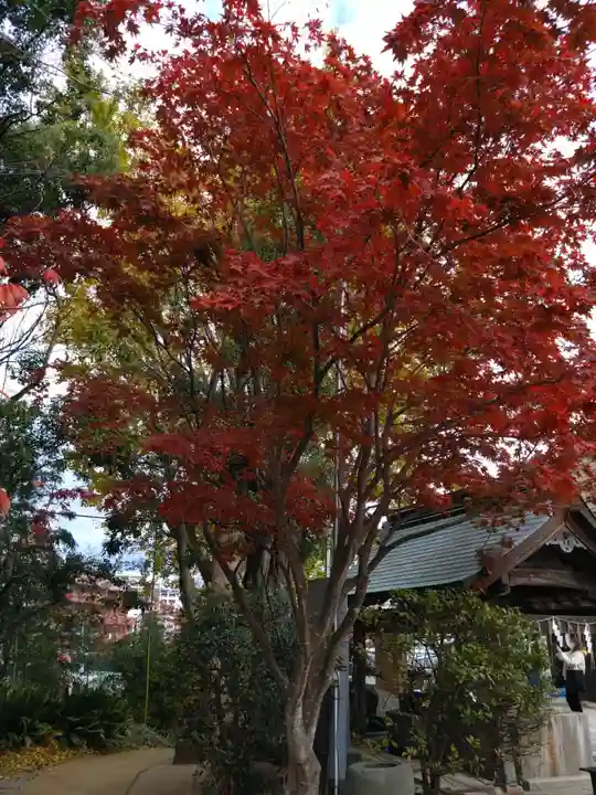 紅葉八幡宮の自然