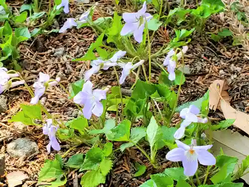 生野春日神社の自然