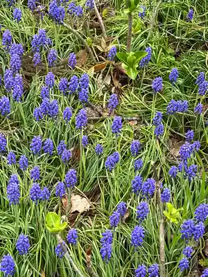 高麗神社(埼玉県)
