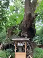 來宮神社の自然