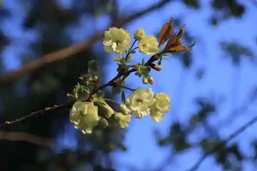 諏訪神社の自然