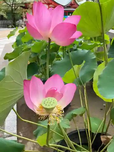 生田神社(兵庫県)