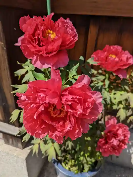六孫王神社(京都府)