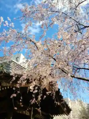 新井薬師（梅照院）(東京都)