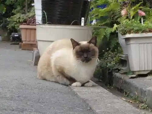 難波大社　生國魂神社(大阪府)