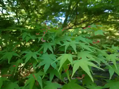 二尊院(京都府)