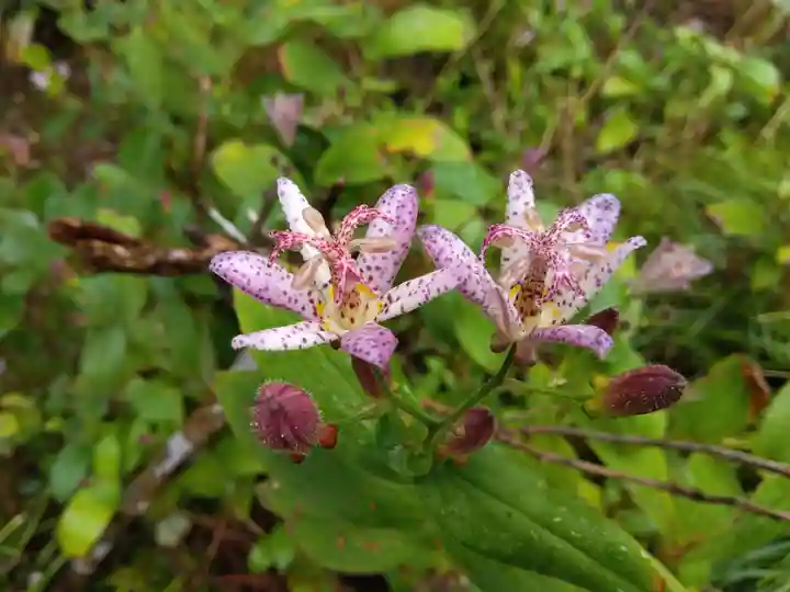 瓦屋寺(滋賀県)