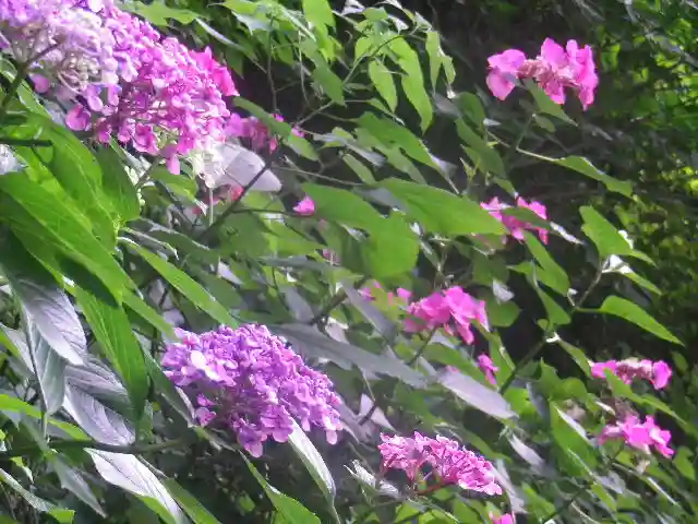 御霊神社の自然