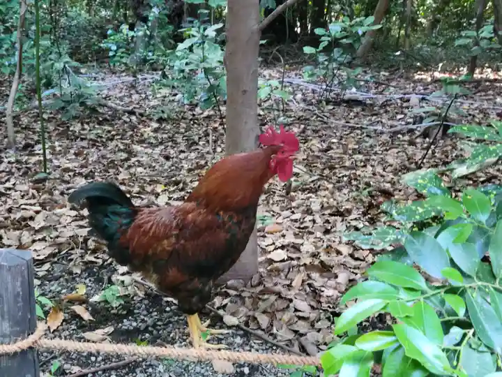 熱田神宮の動物