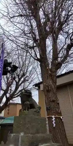 王子白髭神社の狛犬