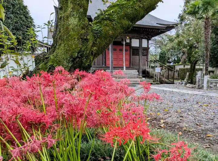 圓照寺(埼玉県)