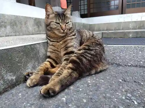 御誕生寺（猫寺）(福井県)