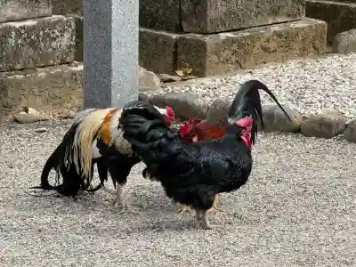 石上神宮の{uncategorized: "未分類", other: "その他", undefined: "問題あり", building: "その他建物", grave: "お墓", sacred_gate: "鳥居", guardian: "狛犬", statue: "像", buddha: "仏像", history: "歴史", nature: "自然", garden: "庭園", animal: "動物", pagoda: "塔", temizu: "手水舎", mountain_gate: "山門・神門", sanctuary: "本殿・本堂", subordinate: "末社・摂社", art: "芸術", scenery: "景色", jizo: "地蔵", ema: "絵馬", goshuin: "御朱印", omikuji: "おみくじ", items: "授与品その他", amulet: "お守り", goshuincho: "御朱印帳", eats: "食事", festival: "お祭り", votive_dance: "神楽", shichigosan: "七五三参", wedding: "結婚式", experience: "体験その他", initially: "初詣", around: "周辺", anti_infection: "感染症対策"}