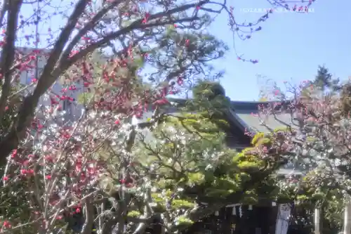 鳩森八幡神社の自然