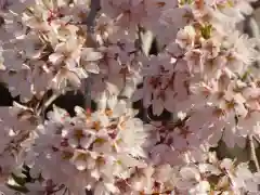 瀧桜神明宮の自然