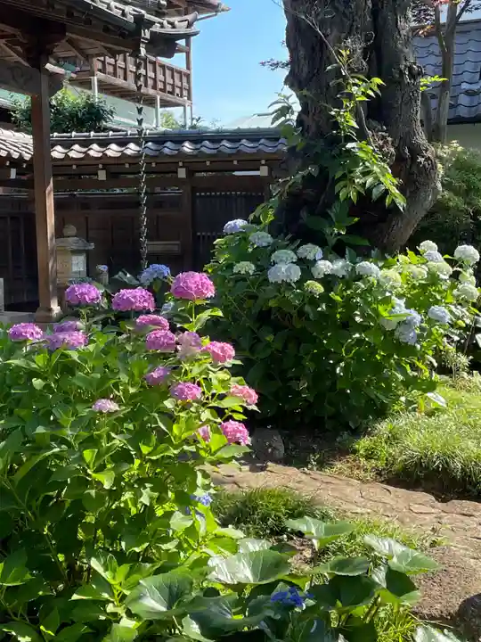 妙楽寺(神奈川県)
