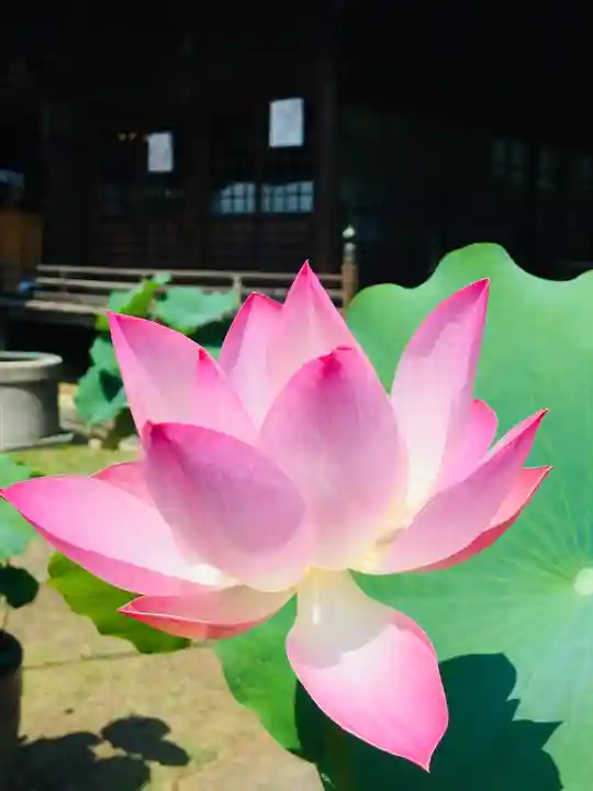 法華経寺の自然