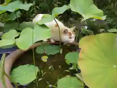 御誕生寺（猫寺）の動物