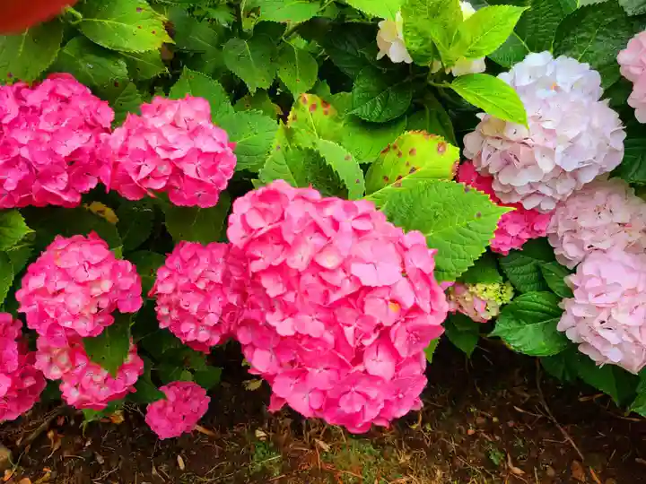 千光寺(福岡県)