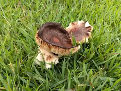 八幡神社（兜山古墳）(福井県)