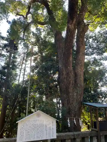 久能山東照宮の自然
