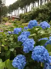 三室戸寺の自然