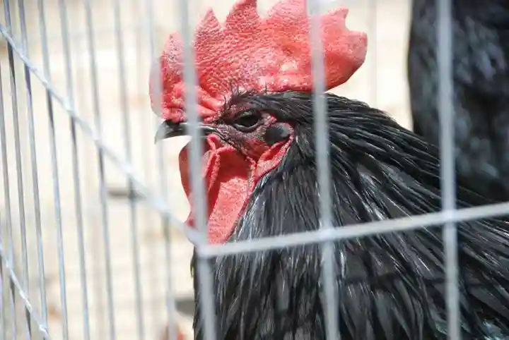 玉祖神社(山口県)