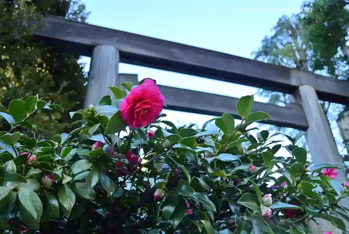 東京大神宮(東京都)