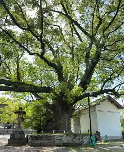 藤厳神社（闘鶏神社境内社)の{uncategorized: "未分類", other: "その他", undefined: "問題あり", building: "その他建物", grave: "お墓", sacred_gate: "鳥居", guardian: "狛犬", statue: "像", buddha: "仏像", history: "歴史", nature: "自然", garden: "庭園", animal: "動物", pagoda: "塔", temizu: "手水舎", mountain_gate: "山門・神門", sanctuary: "本殿・本堂", subordinate: "末社・摂社", art: "芸術", scenery: "景色", jizo: "地蔵", ema: "絵馬", goshuin: "御朱印", omikuji: "おみくじ", items: "授与品その他", amulet: "お守り", goshuincho: "御朱印帳", eats: "食事", festival: "お祭り", votive_dance: "神楽", shichigosan: "七五三参", wedding: "結婚式", experience: "体験その他", initially: "初詣", around: "周辺", anti_infection: "感染症対策"}