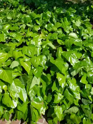 戸隠神社の自然