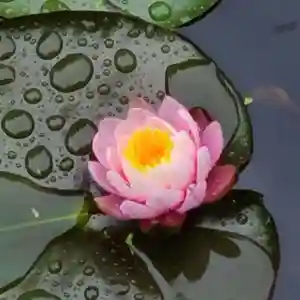 牛嶋天満宮の自然(2023年05月07日(日) 21時35分38秒投稿)