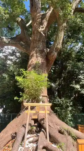 和泉國一之宮　大鳥大社の自然