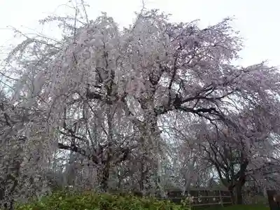 八坂神社(祇園さん)(京都府)